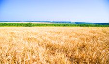 Yellow Ripe Rye Stock Photo Yellow Ripe Rye Stock Photo