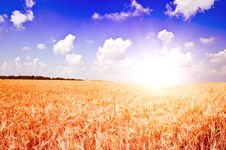 Yellow Ripe Rye Royalty Free Stock Photo Yellow Ripe Rye Royalty Free Stock Photo