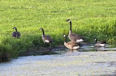 Group Of Geese Leaving Pond. Stock Images Group Of Geese Leaving Pond. Stock Images
