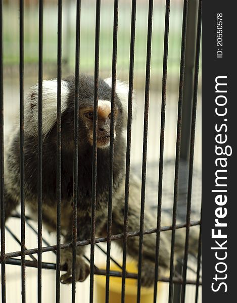 The Sad Captive Monkey In The Cage