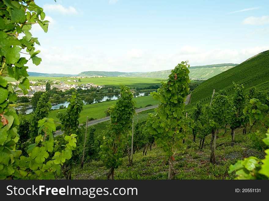 View over de Moselle Valley in Germany near Trittenheim