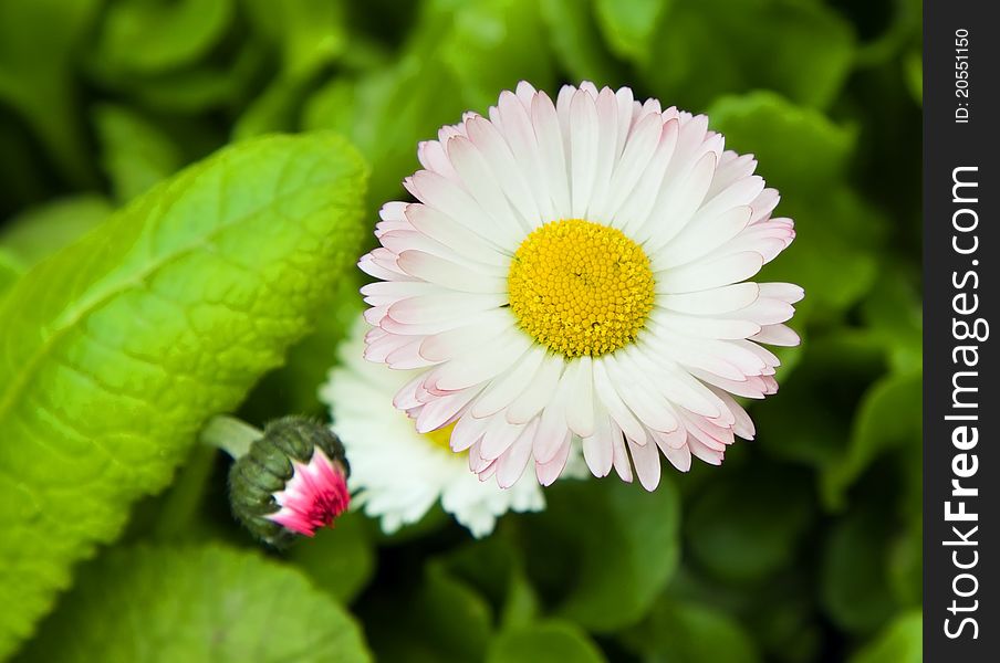 Two flowers, one of which is in a bud. Two flowers, one of which is in a bud