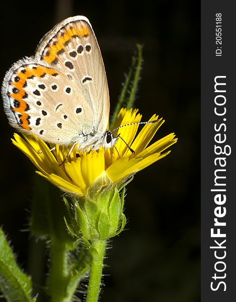 Lycaena Dispar / Large Cooper Butterfly, Female