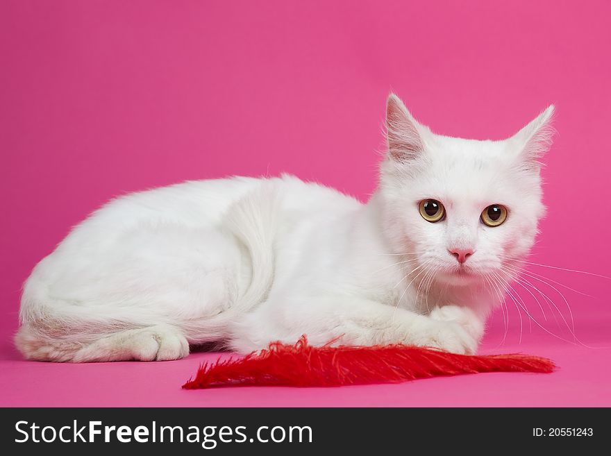 A Beautiful White Cat