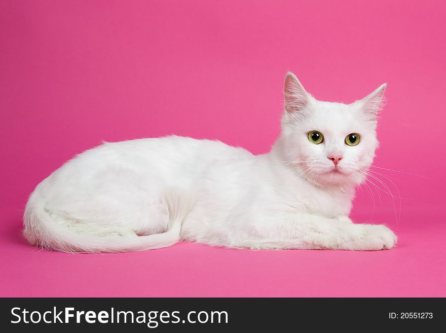 A Beautiful White Cat