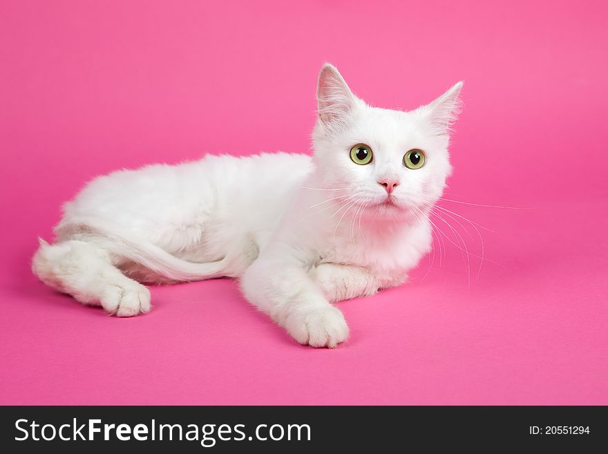 A beautiful white cat on a pink background