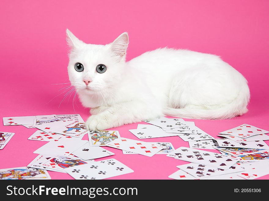 A beautiful white cat on a pink background