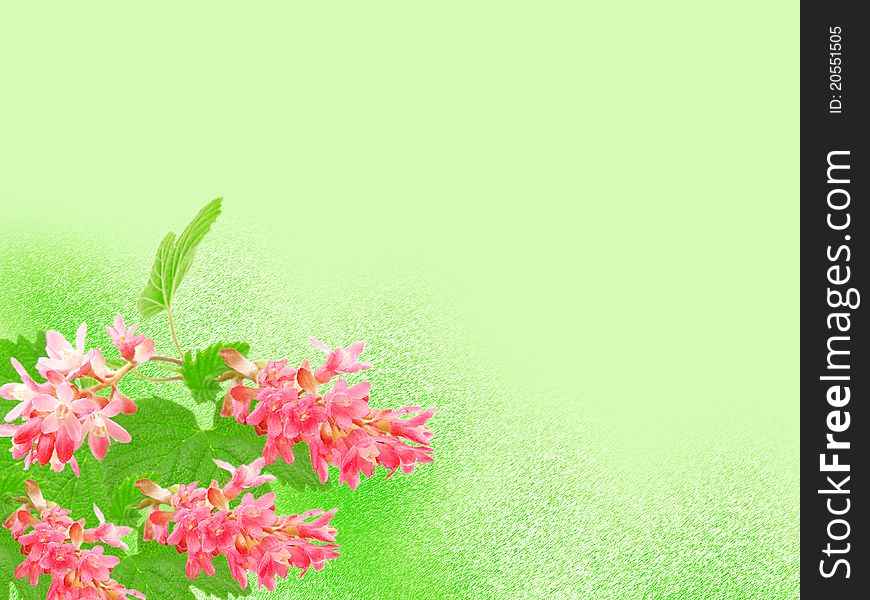 Flowering red Currant (Ribes sanguineum), on green background, with room for text