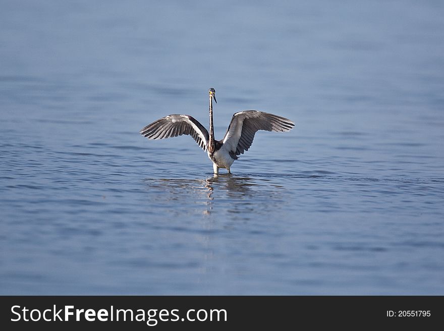 Tri-colored heron in Florida