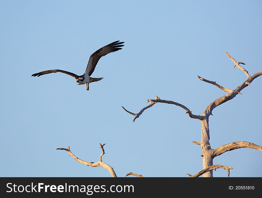 Osprey