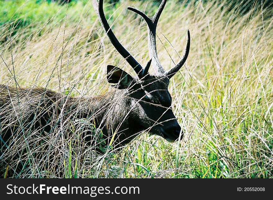 This deer walked into the meadow at Phu Kradung National Park. This deer walked into the meadow at Phu Kradung National Park