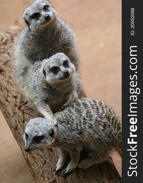 Meerkats on the timber