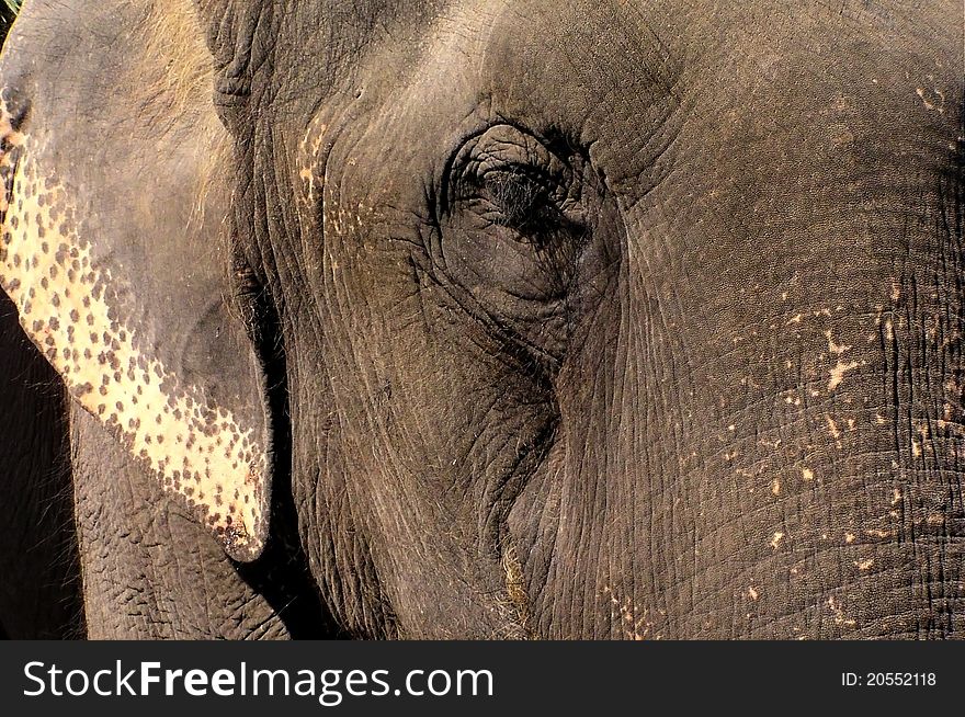 Only focused on elephant texture when its eyes is closed
