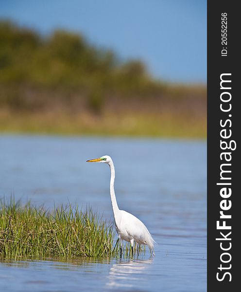 White great egret found in southern Florida