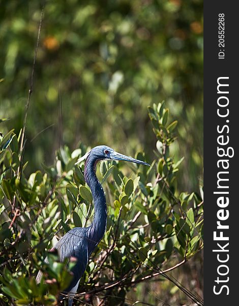 Tri-colored heron in Florida