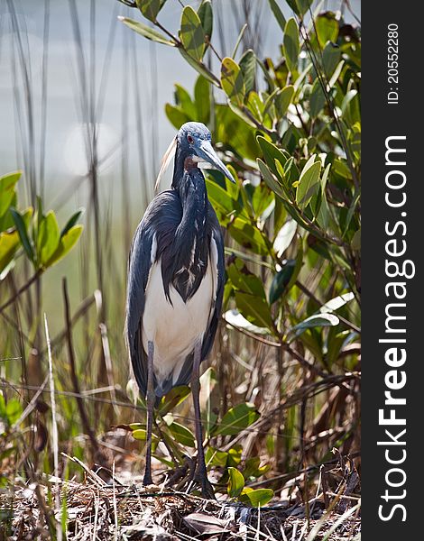 Tri-colored heron in Florida