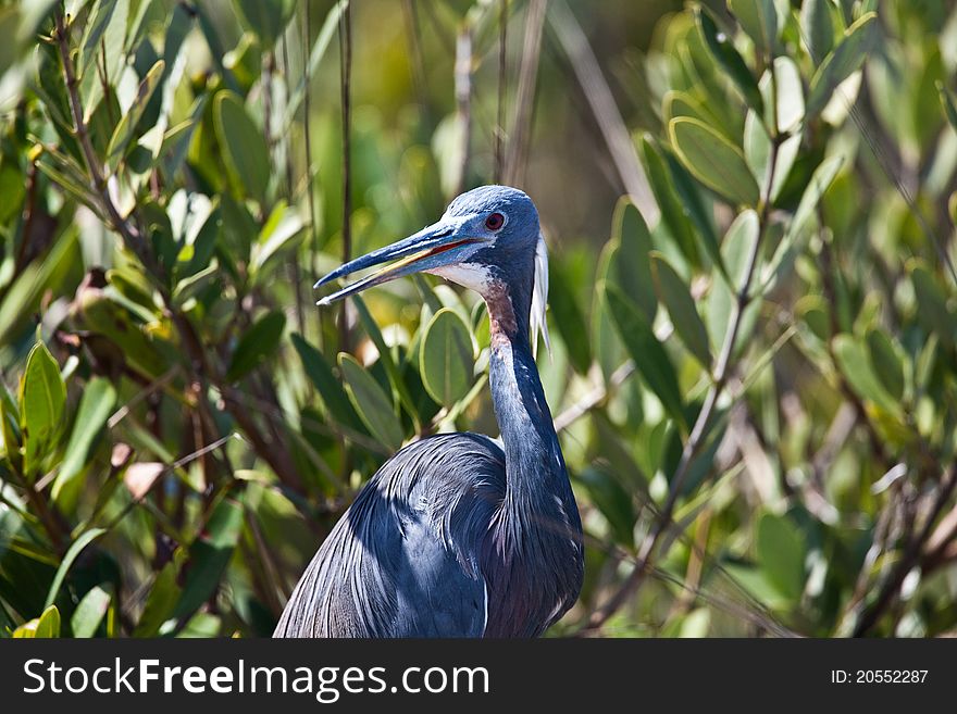 Tri-colored heron in Florida