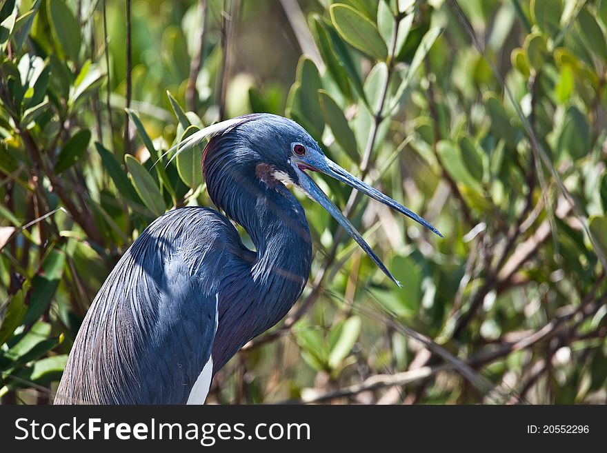 Tri-colored heron in Florida