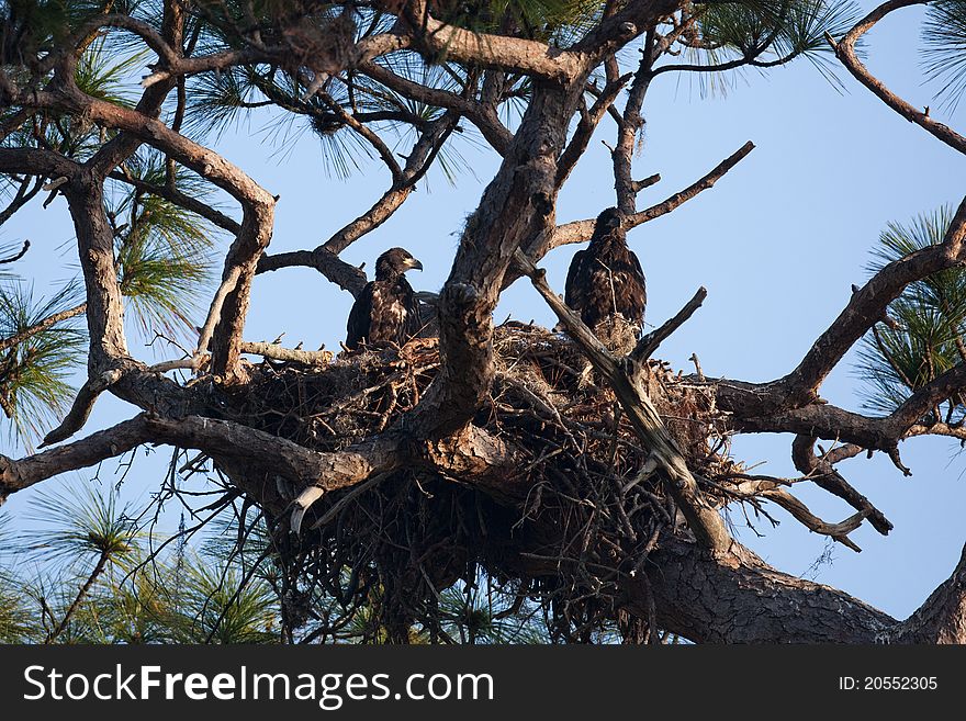 Bald eagles nesting in south Florida