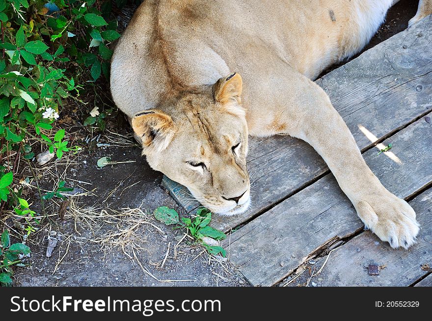 Napping Lioness