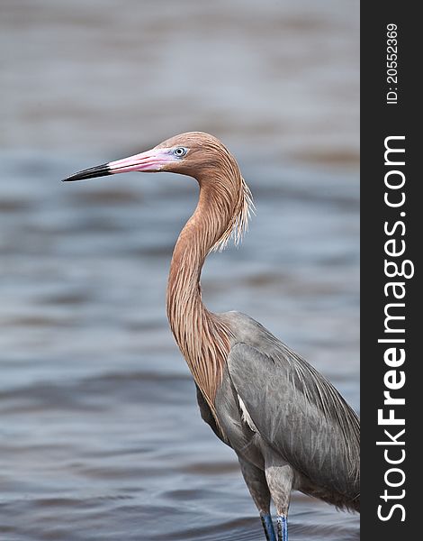 Tri-colored heron in Florida