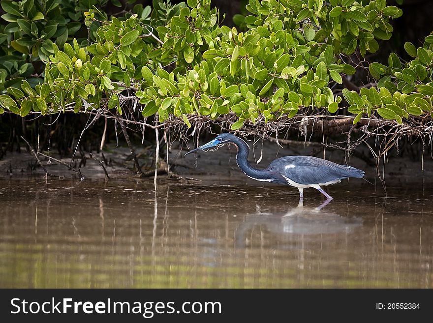 Tri-colored heron in Florida