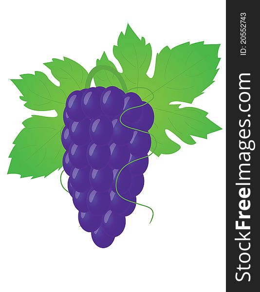 Big black isolate Grape on white background. Big black isolate Grape on white background