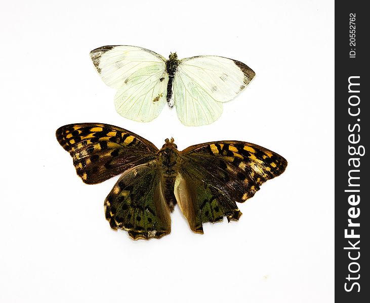 Two beautiful tropical butterflies