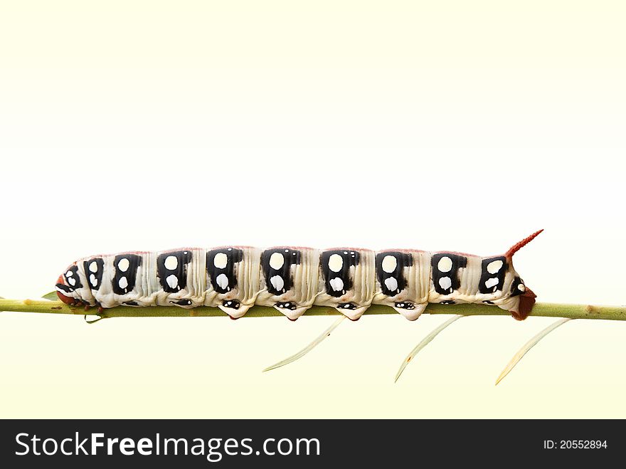 Catererpillar on grass isolated on white background