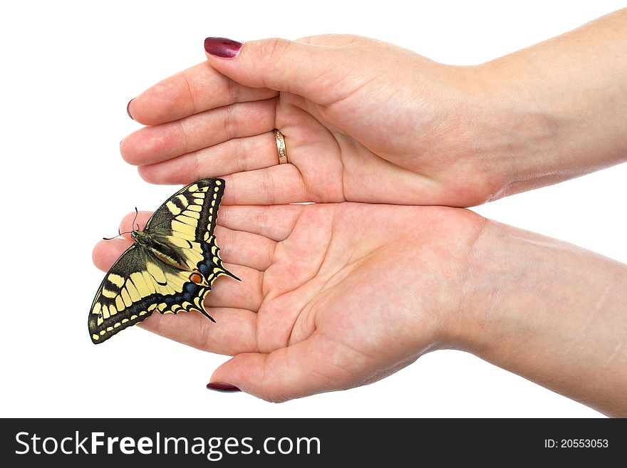 Butterfly sitting on hands on white background