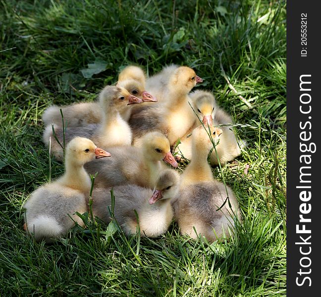 Little ducklings walking through the grass