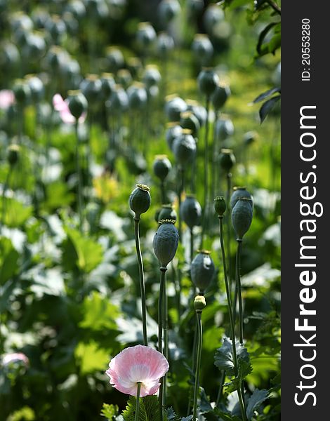 Beautiful young bud of poppies. Beautiful young bud of poppies