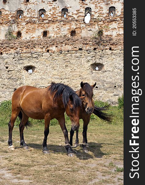 Horses In Old Castle