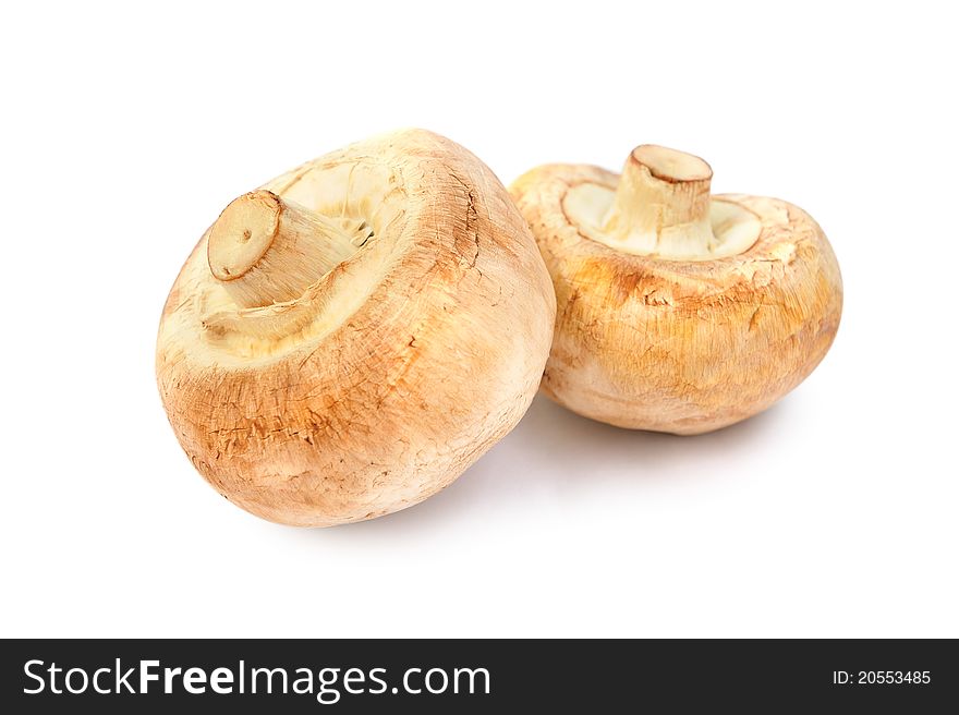 Mushrooms on white background