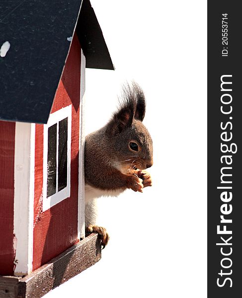 Squirrel sitting and eating outside his red wooden house. Isolated with white background. Squirrel sitting and eating outside his red wooden house. Isolated with white background.