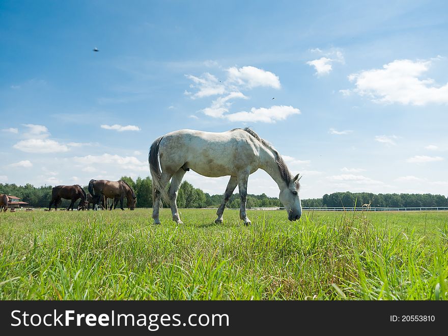 Horse in a green meadow in sunny day, animals series