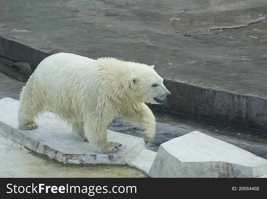 White bear cub in the Moscow zoo.