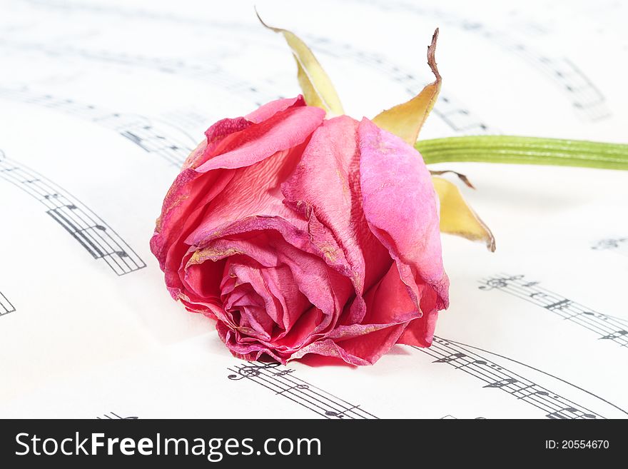 Wilted rose flower on the music paper