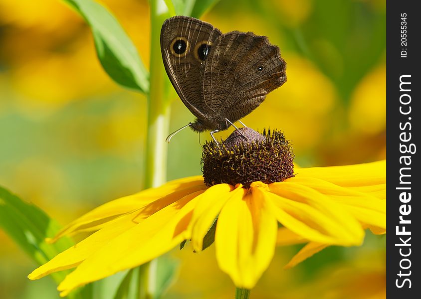 Wood Nymph Butterfly On Daisy, Macro.