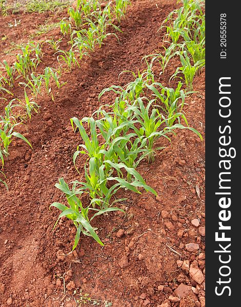 Young corn growing in a neighborhood garden. Young corn growing in a neighborhood garden