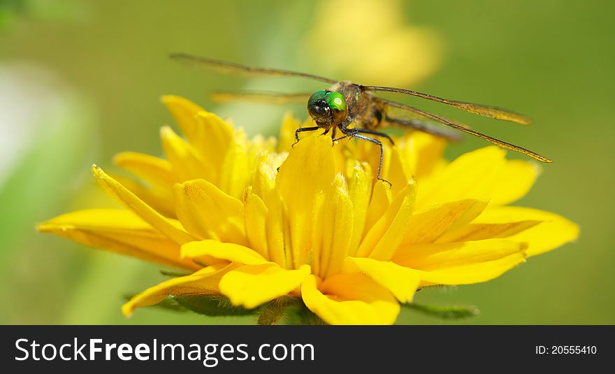 Macro image of a beautiful dragonfly on a yellow flower with copy space, focus is on its face. Macro image of a beautiful dragonfly on a yellow flower with copy space, focus is on its face.