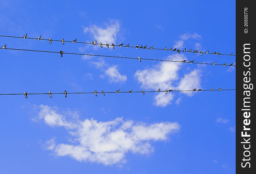 Swallows On Wires