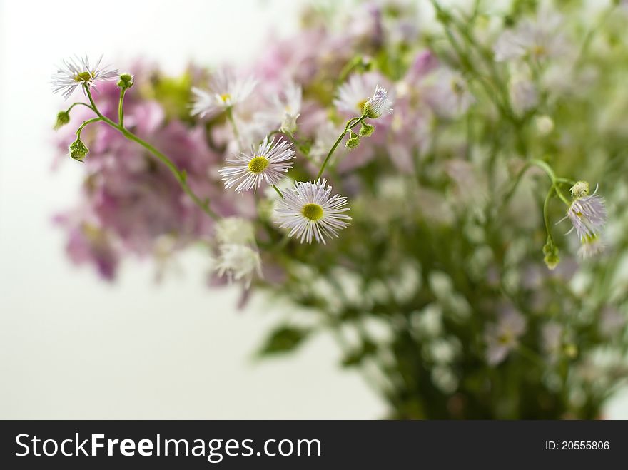 Beautiful bouquet of wild flowers on a white background