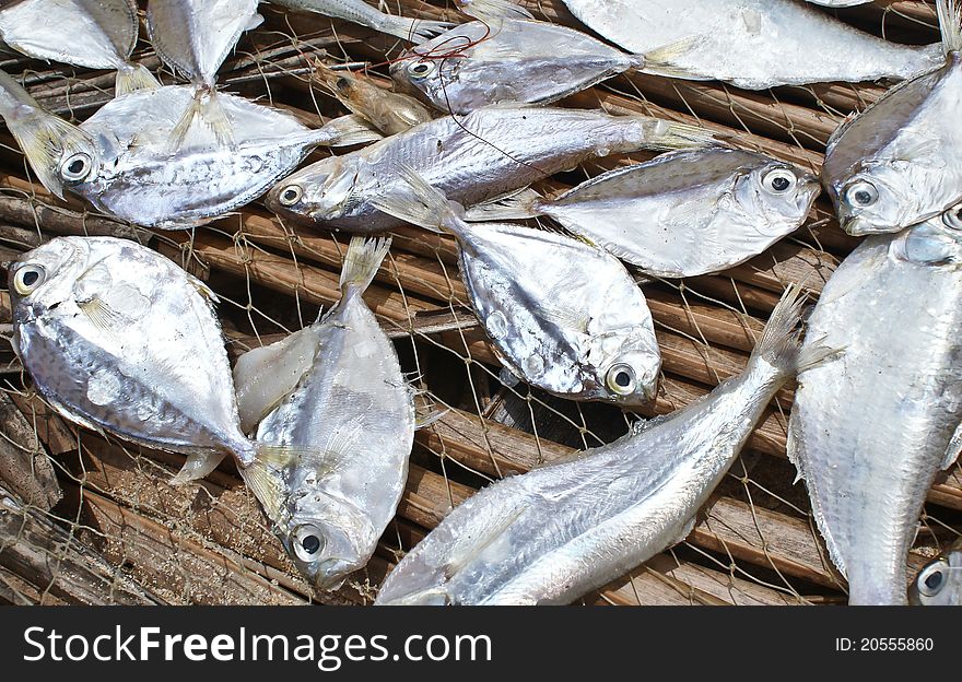 Silver small fish drying on a fishing net on a beach. Silver small fish drying on a fishing net on a beach