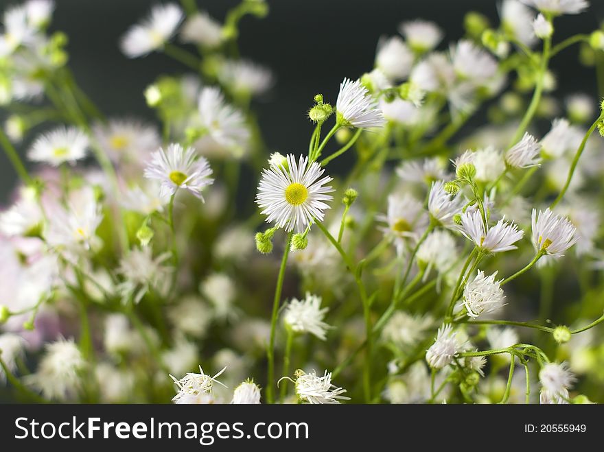 Bouquet Of White Wild Flowers