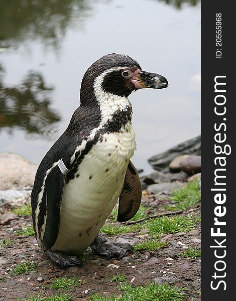 An African penguin pictured at a zoo