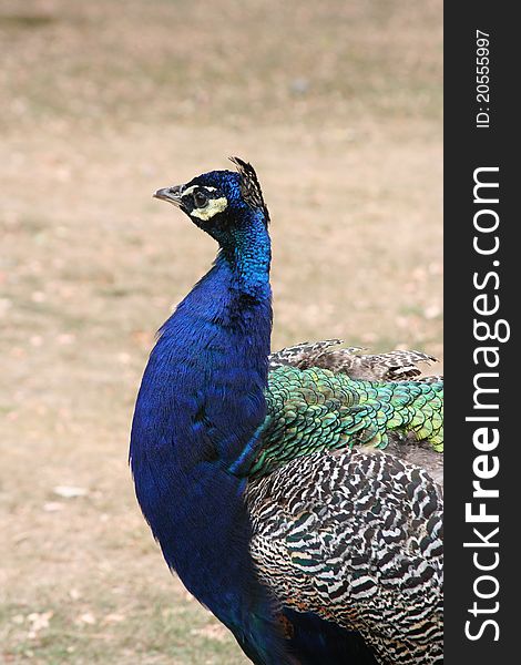 Close up of peacock on Brownsea Island, near poole. Close up of peacock on Brownsea Island, near poole