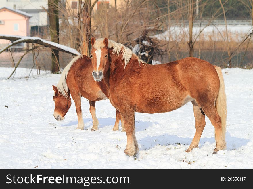 Horses in the snow, during a sunny day