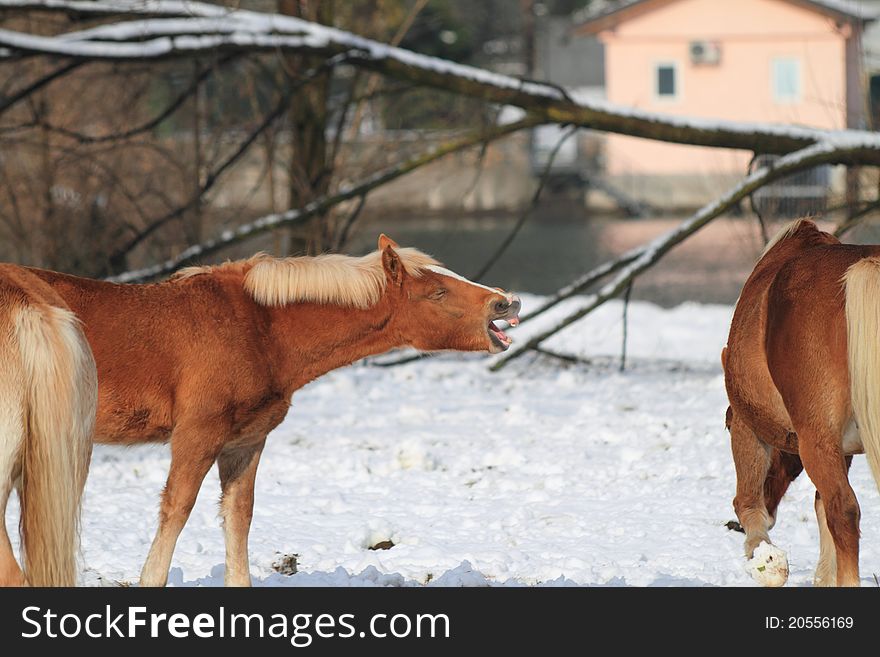 Horses in the snow, during a sunny day