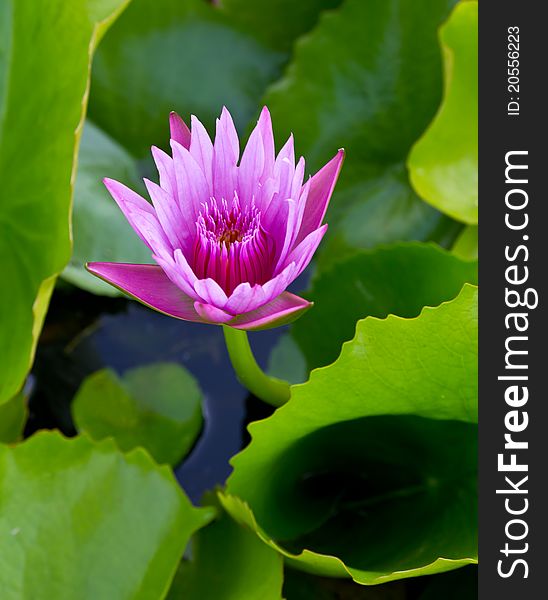 Pink waterlily flower and green leaf